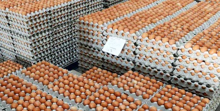 واردات تخم مرغ از بین بردن بیت المال است