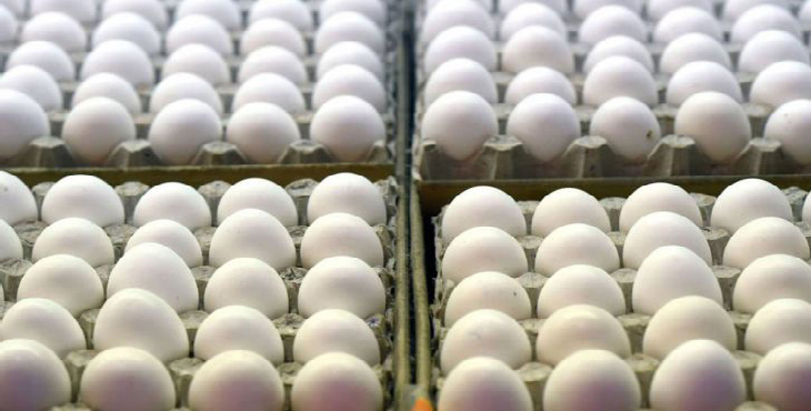 فروش تخم مرغ 10 کیلوگرمی