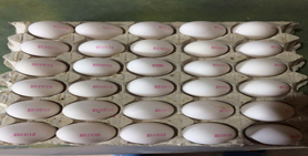 خرید تخم مرغ  11.1 الی 11.2 کیلویی