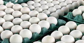 خرید تخم مرغ  11.300 الی 11.500 کیلویی