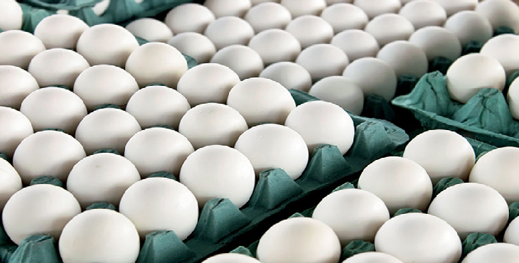 خرید تخم مرغ 11.300 الی 11.500 کیلویی ، خرید تخم مرغ از درب مرغداری