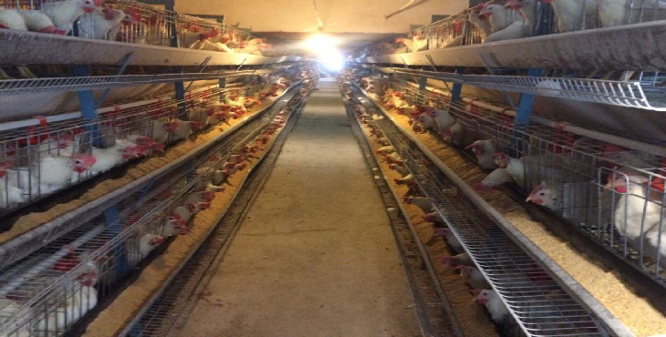تخم مرغ 11.300 الی 11.500 کیلویی ، خرید تخم مرغ از درب مرغداری