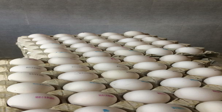 تخم مرغ 11.400 الی 11.500 کیلویی