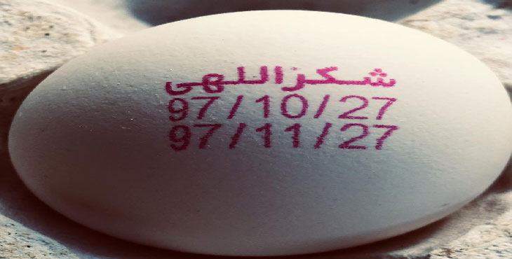 تخم مرغ 11.500 کیلویی