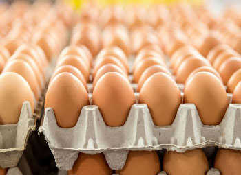مراکز فروش تخم مرغ