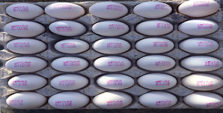 ممنوعیت فروش و توزیع تخم مرغ بدون هویت