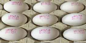 خرید تخم مرغ 11.66 الی 11.7 کیلویی