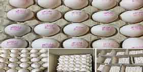 خرید و فروش تخم مرغ 11.700 الی 11.750 کیلویی