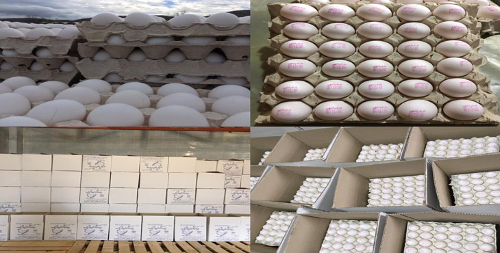 خرید و فروش تخم مرغ 11.700 الی 11.750 کیلویی