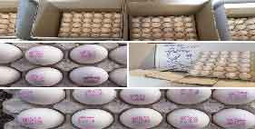 خرید تخم مرغ 11.69 الی 11.7 کیلویی