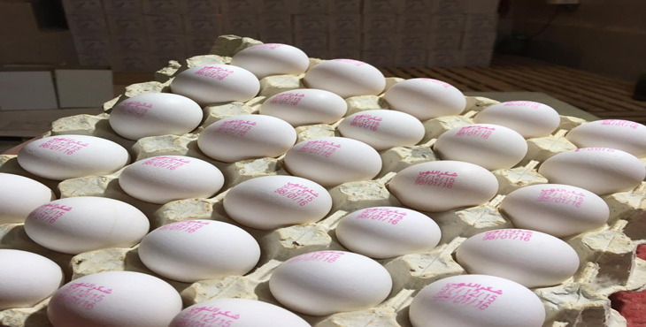 خرید و فروش تخم مرغ 11.900 الی 11.950 کیلویی، عمده از درب مرغداری، بدون واسطه