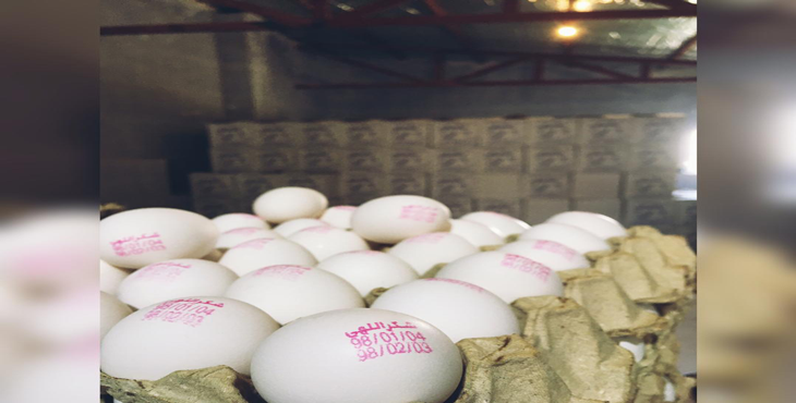 فروش تخم مرغ بدون شکسته، از درب مرغداری، 11/900 الی 11/950 کیلو