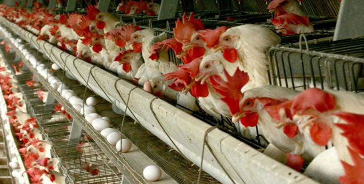 اصلی ترین دشواری های صنعت مرغداری تخم گذار