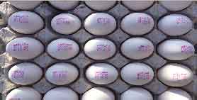 تخم مرغ 12 کیلویی