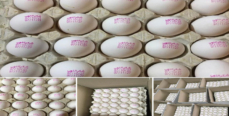 تخم مرغ 12 الی 12.100 کیلویی