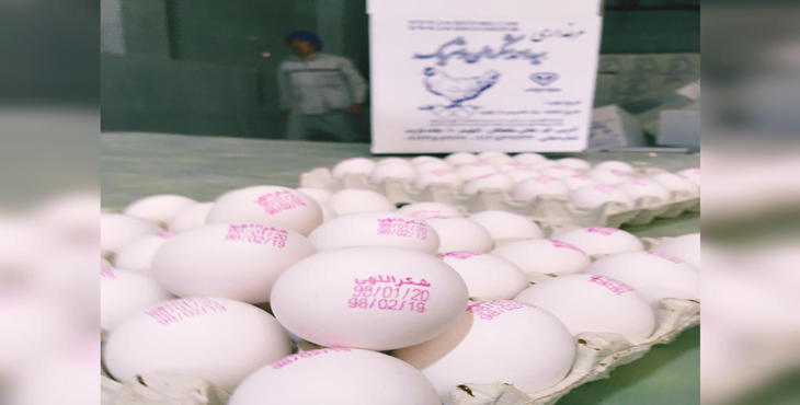 خرید و فروش تخم مرغ شکراللهی، وزن هر کارتن 11.700 الی 11.900 کیلوگرم، عرضه از درب مرغداری بدون واسطه