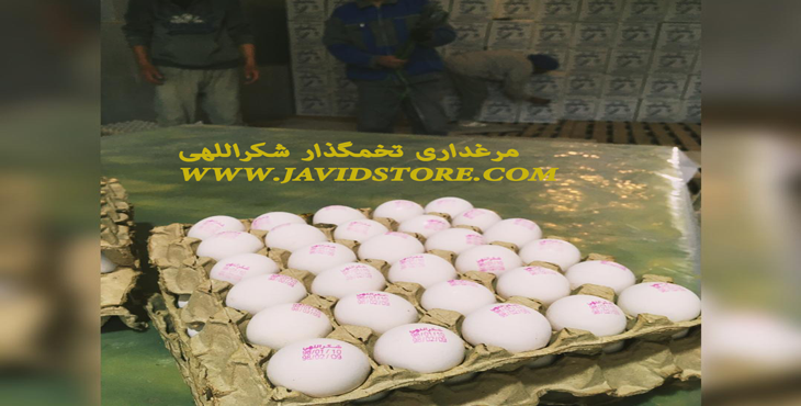 فروش تخم مرغ 12 کیلوگرمی،از درب مرغداری شکراللهی