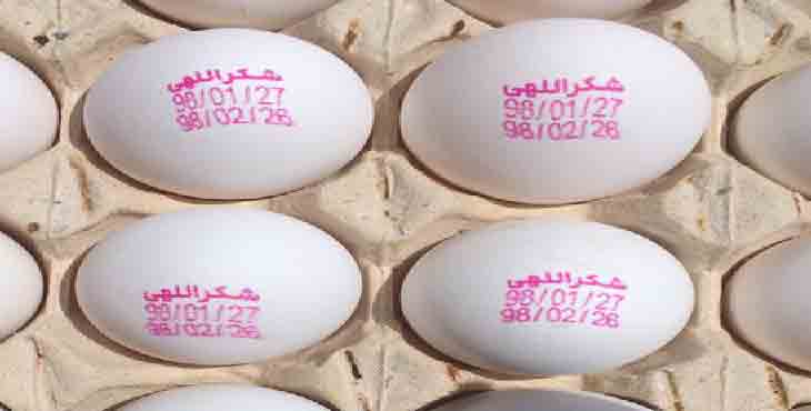 تخم مرغ 11.900 -12 کیلویی