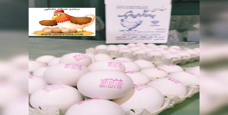 فروش تخم مرغ 12 الی 12.100 کیلوگرم از درب مرغداری، بدون واسطه