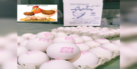 تخم مرغ 12 الی 12.100 کیلویی
