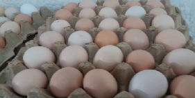 تخم مرغ محلی گلپایگان