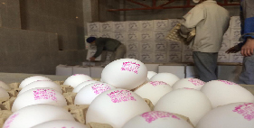 فروش تخم مرغ 12.100 کیلویی الی 12.200 کیلویی