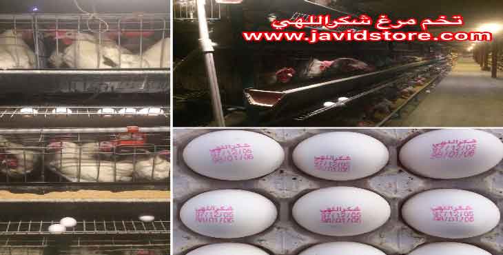 تخم مرغ 12.100 کیلویی الی 12.200 کیلویی