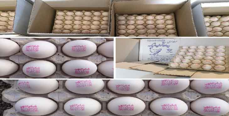فروش تخم مرغ 12 الی 12.200 کیلویی