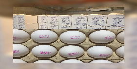 فروش تخم مرغ 12 الی 12.100 کیلویی