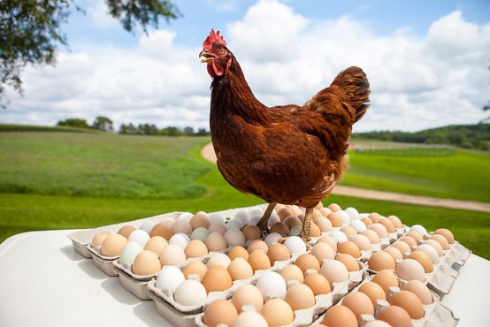 زیان هزار و ۴۰۰ تومانی مرغداران تخمگذار