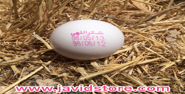 تخم مرغ 12/100 الی12/200 کیلوگرمی