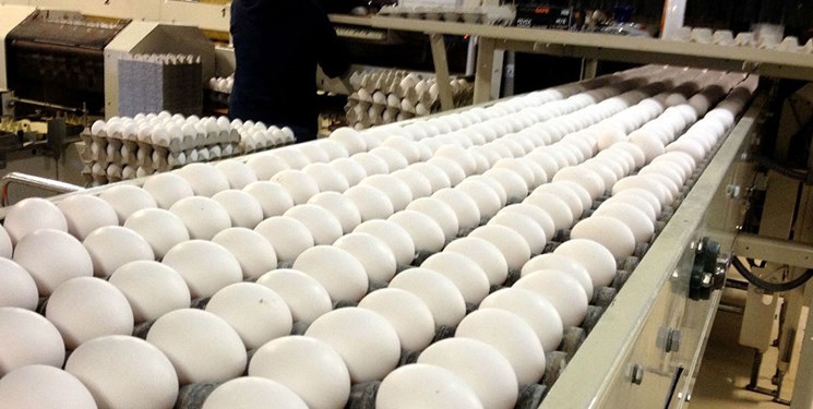 تولید ۳۹۲۰ تن تخم مرغ در سیستان و بلوچستان