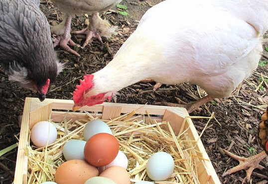 تحلیلی گذرا بر صنعت طیور تخمگذار در سالی که گذشت