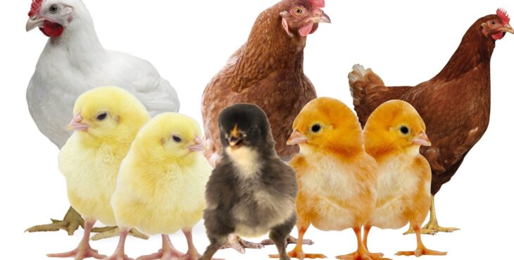 کنترل بازار صنعت مرغ و تخم مرغ نیازمند واردات نهاده است