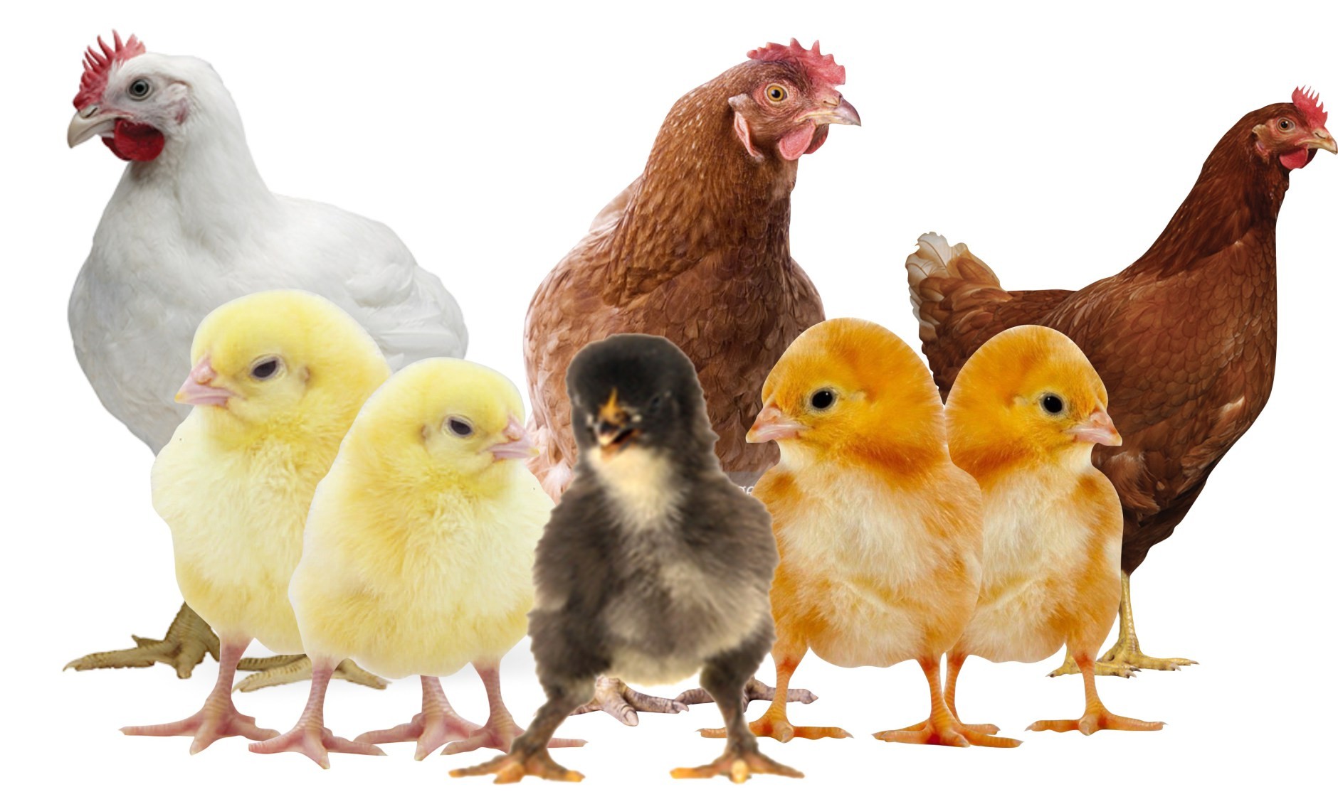 کنترل بازار صنعت مرغ و تخم مرغ نیازمند واردات نهاده است