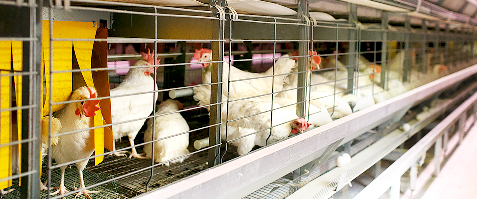 دوره نگهداری مرغ تخمگذار از ۹۰ هفته به ۱۱۰ هفته افزایش یافته