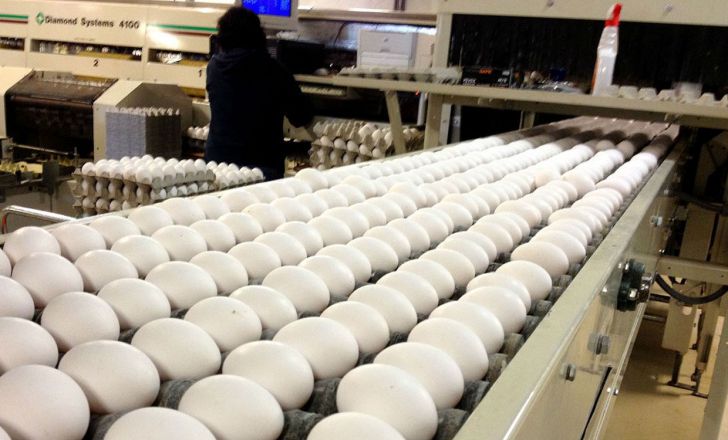 صادرات ۶ هزار و ۵۰۰ تن تخم مرغ در ۲ ماهه امسال