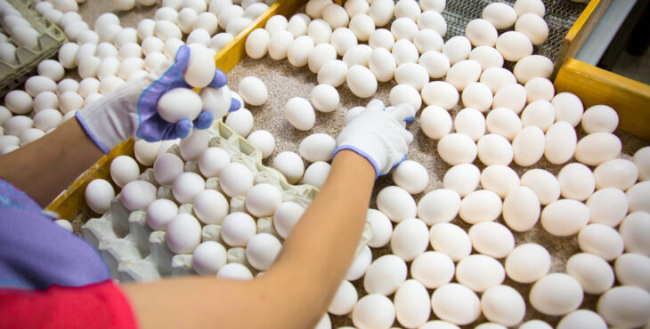 افت حداقل ۲۵ درصدی تولید تخم مرغ