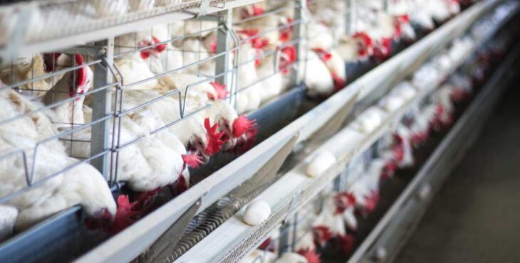 صنعت مرغ تخمگذار کشور رو دریابید و از ورطه نابودی نجات دهید