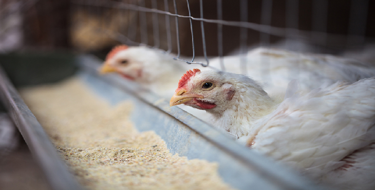 افتتاح واحد تولیدی مرغ تخم‌گذار در سمنان/سرمایه‌گذاری ۷۰ میلیاردی