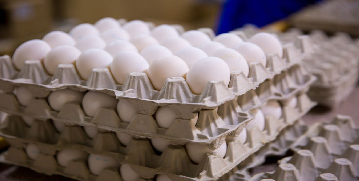 قیمت تمام شده تخم مرغ بالاتر از ۱۵ هزار تومان