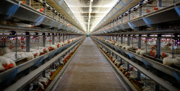 میزان تولید سالانه تخم مرغ در آذربایجان شرقی