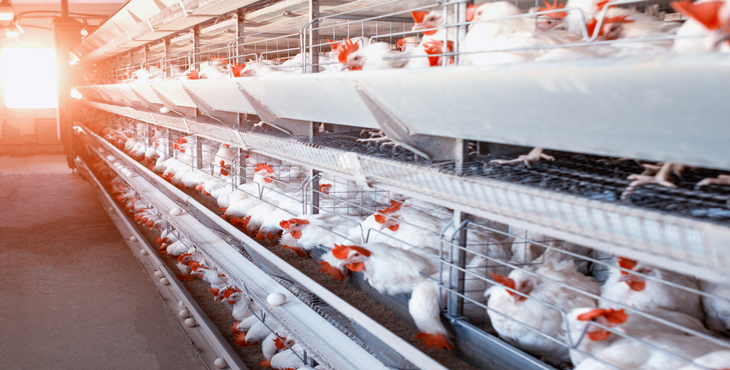 واحد صنعتی مرغ تخم‌گذار ۳ میلیون قطعه ای به بهره برداری می رسد