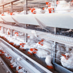 ۲۰ میلیون مرغ تخمگذار دم تیغ