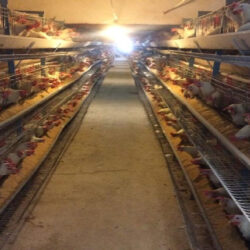 خسارت مرغداران را بیمه باید پرداخت کند؛ افت ۲۵ درصدی تولید تخم مرغ