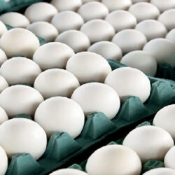 ۶۱ واحد تاثیرگذار عرضه تخم مرغ تهران زیر نظر قرار گرفتند