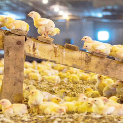تولید جوجه یک روزه ۲ و شش دهم و تخم مرغ ۳۲ درصد در سه ماه مسال افزایش یافته است.