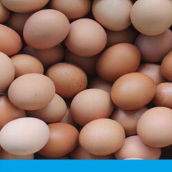 رئیس هیات مدیره اتحادیه مرغ تخم گذار استان تهران گفت: در ۵ ماهه اخیر نسبت به مدت مشابه سال گذشته، میزان جوجه ریزی ۸ تا ۹ میلیون قطعه کاهش یافته است.