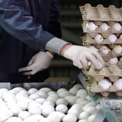 باتوجه  به کشتار یک میلیون و۳۰۰ هزار مرغ تخم گذار در استان و کاهش ۴۰ درصدی ظرفیت تولید، تولید تخم مرغ با نابسامانی روبروست.