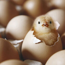 راه‌اندازی واحد پرورش مرغ اجداد در استان همدان/ تولید تخم مرغ در همدان ۳ برابر می شود.